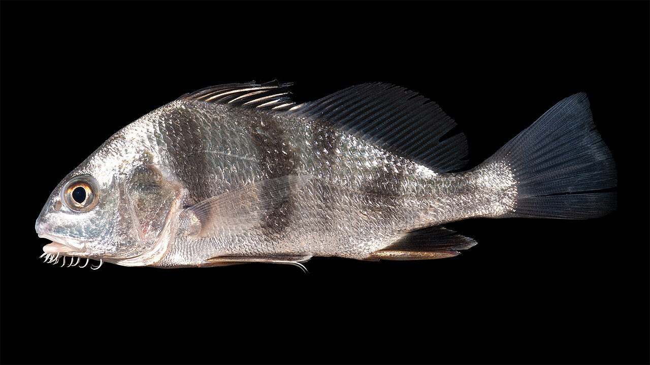Black Drum