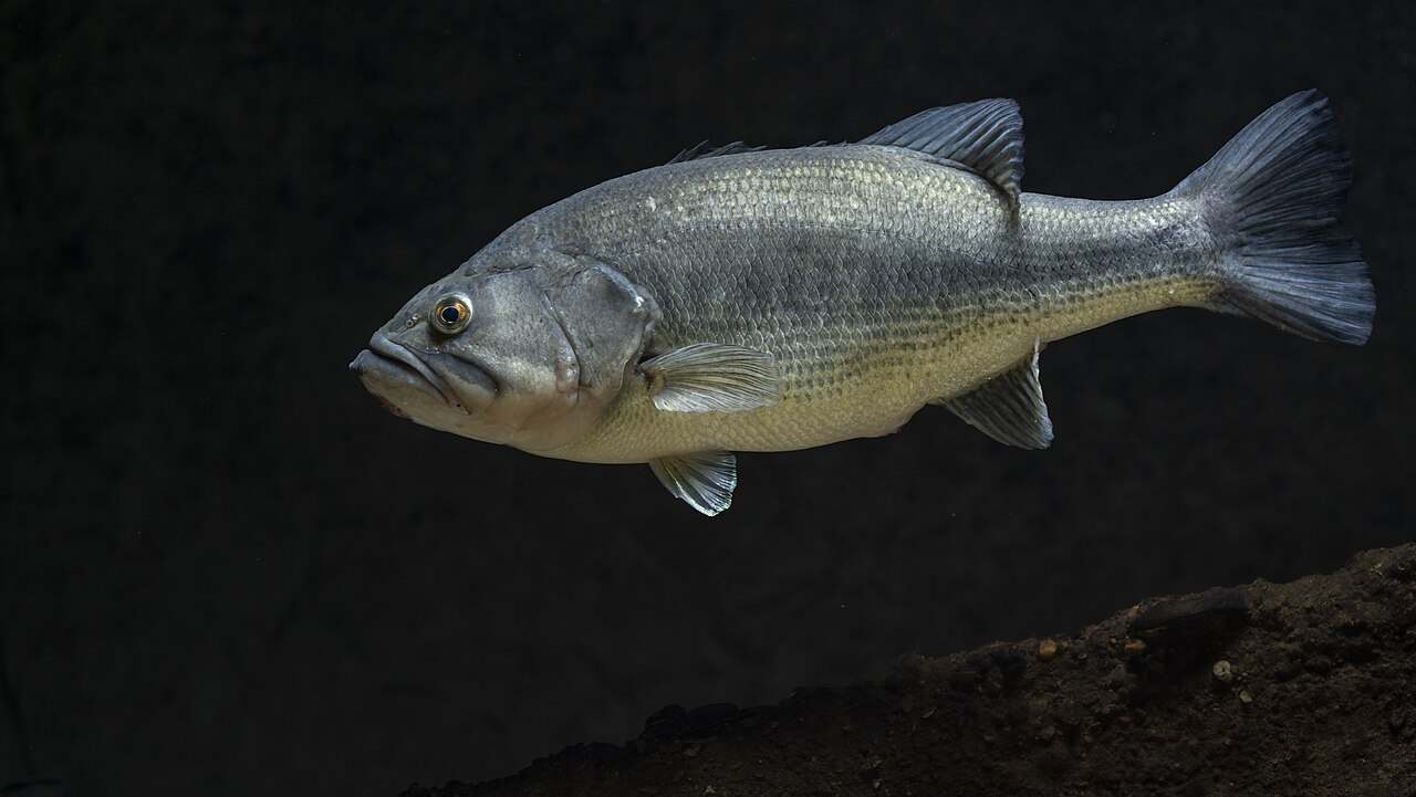 Largemouth Bass