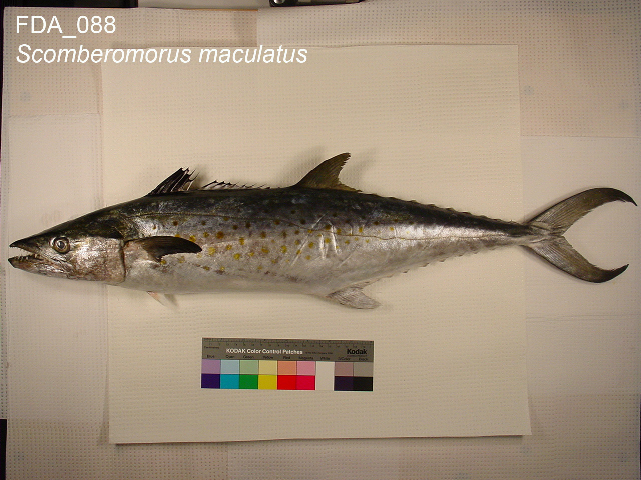 Spanish Mackerel