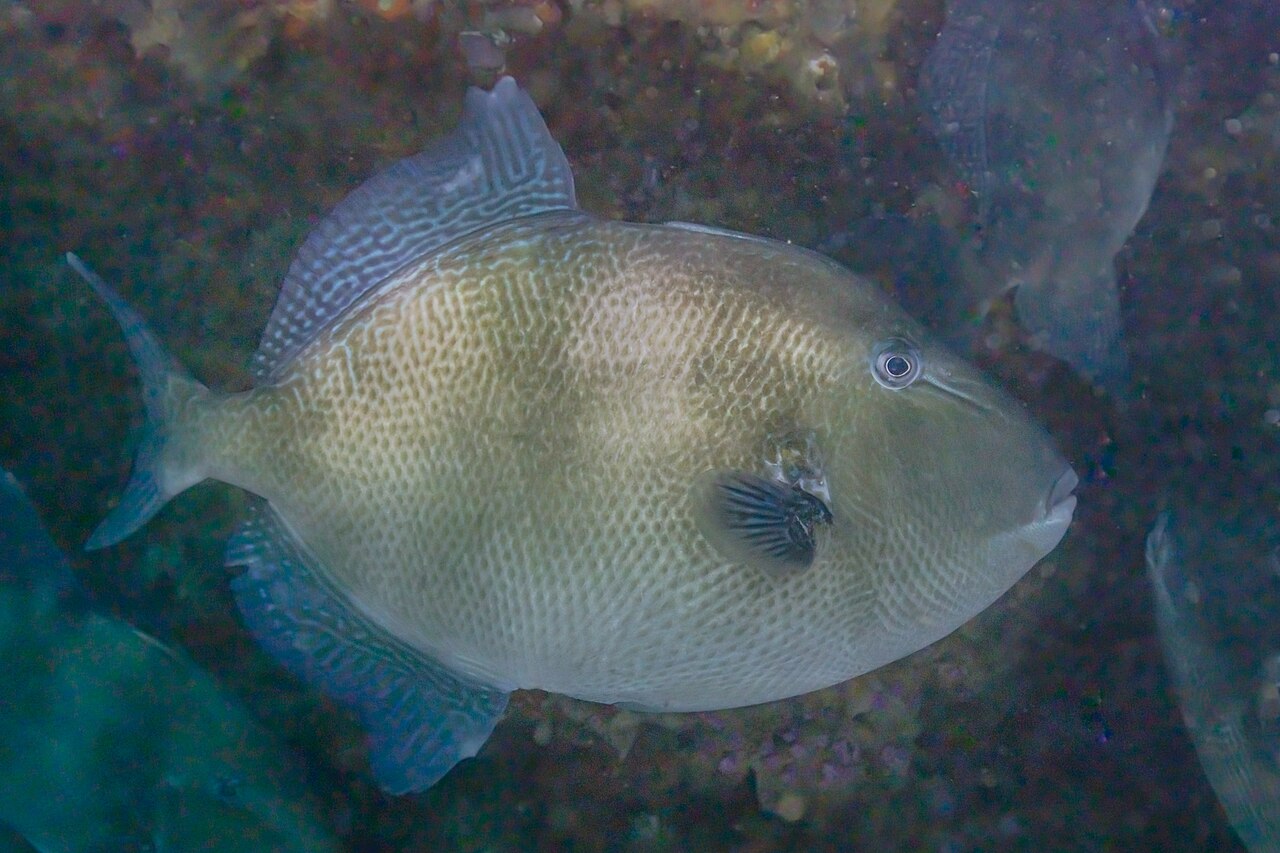 Gray Triggerfish