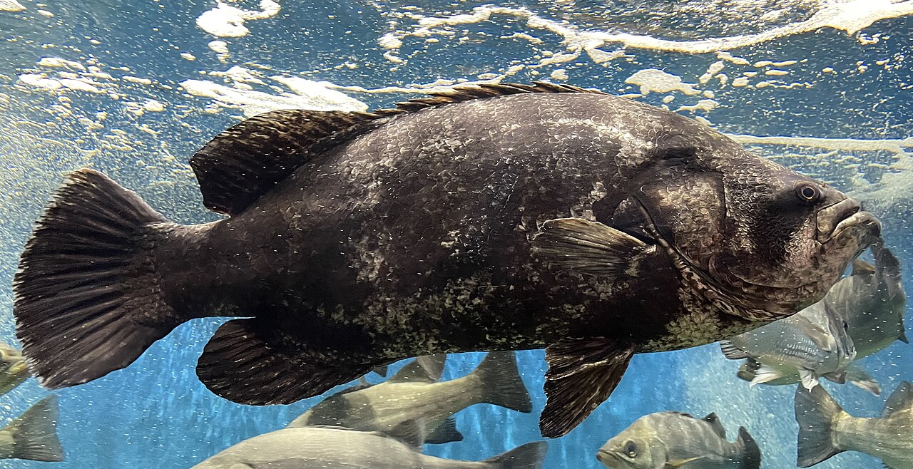 Tripletail
